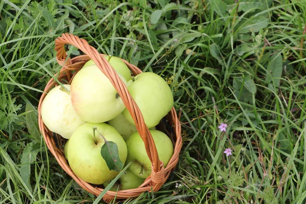 The apples lying in a wattled basket  in a garden against a gree — Stock Photo, Image