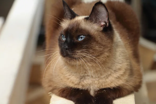 Die siamesische Katze, die im Freien auf einem Brett liegt — Stockfoto