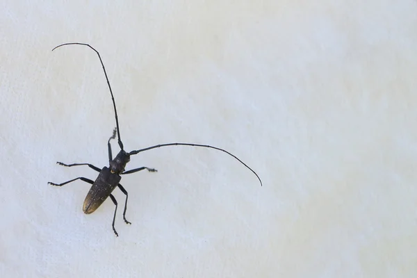 Bug of Cerambycidae on a cardboard outdoors — Stock Photo, Image