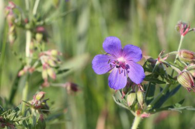 Sardunya çayır yaz glade on