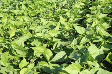 Arka plan bahçe büyüyen kuru yaprakları