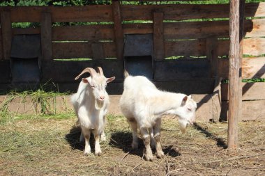 Ahşap bir duvara ayakta keçi