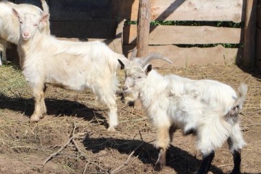 Ahşap bir duvara ayakta keçi