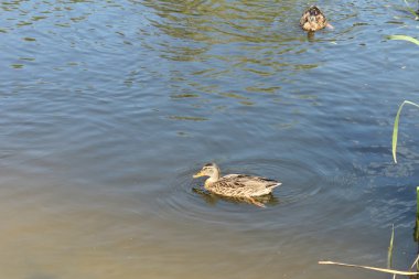 Bir gölde yüzen ördekler
