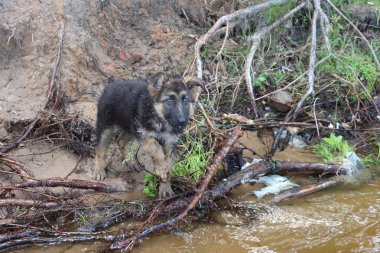Nehir geçen bir Alman çoban köpek
