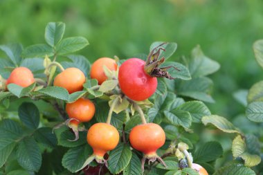 Bir bahçe içinde olgunlaşma dogrose meyve
