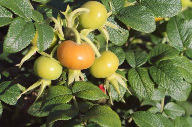 Bir bahçe içinde olgunlaşma dogrose meyve