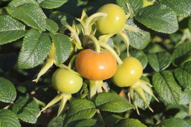 Bir bahçe içinde olgunlaşma dogrose meyve