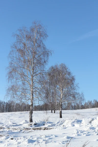 冬の雪の空き地に立っている裸の白樺 — ストック写真