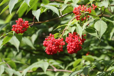 Dalları yaşlı kırmızı yapraklar yaz aylarında karşı çilek ile