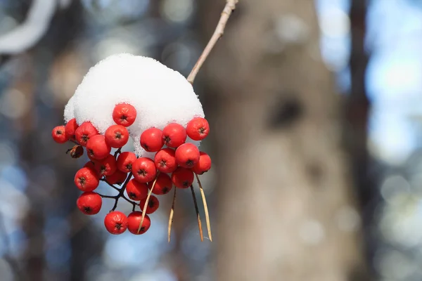 Eschenbeeren im Schnee auf einem Ast eines Baumes im Freien — Stockfoto