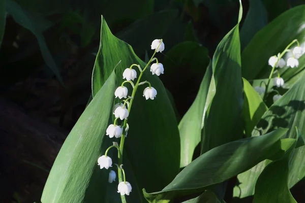 Lilies of the valley in a grass in a summer garden — Stock Photo, Image