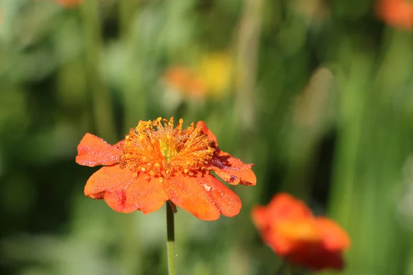 Πορτοκαλί λουλούδι του μια geum στην δροσιά που πέφτει το πρωί σε έναν κήπο — Φωτογραφία Αρχείου