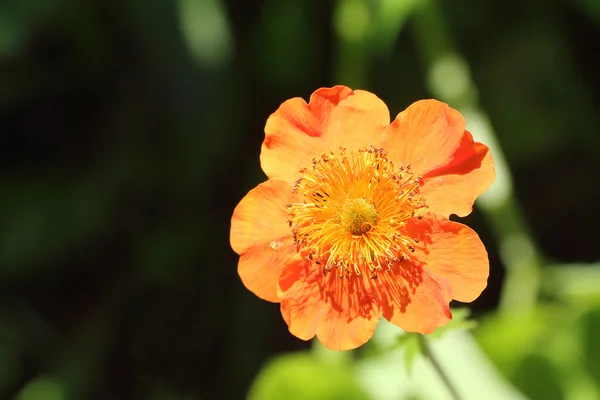 Πορτοκαλί λουλούδι του μια geum σε έναν κήπο — Φωτογραφία Αρχείου