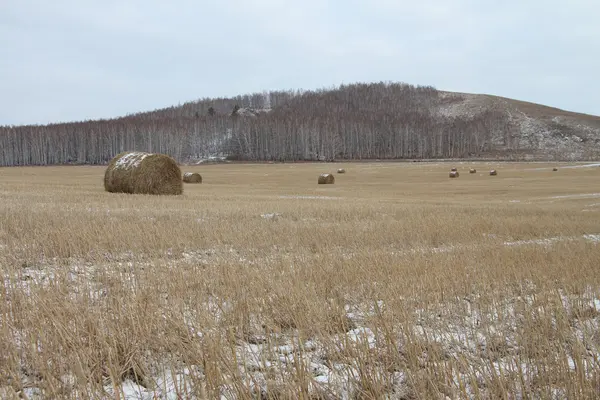 Hay sheaves on a snow-covered field in the fall — Stock Photo, Image