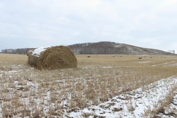 Hay sheaves on a snow-covered field in the fall — Stock Photo, Image