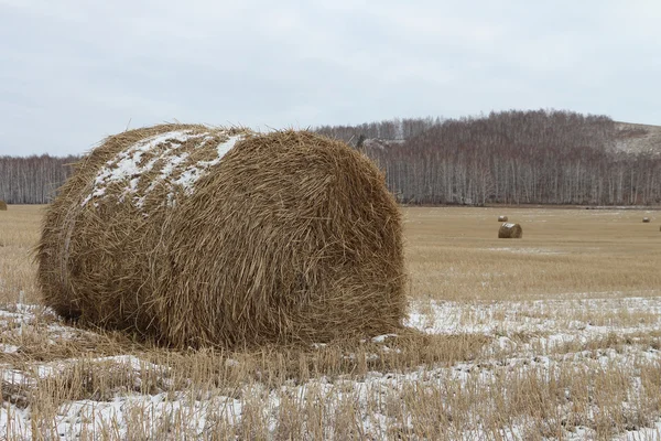 Hay sheaves on a snow-covered field in the fall — Stock Photo, Image