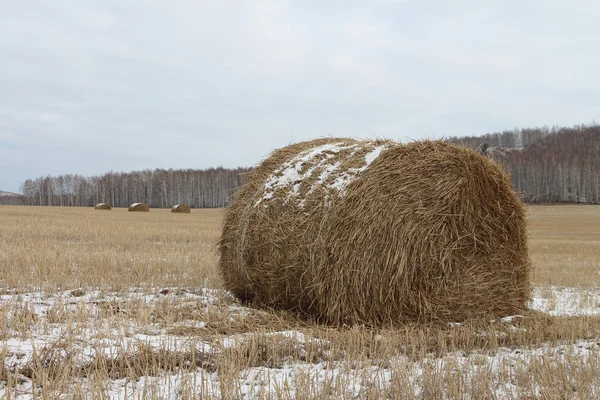 Hay sheaves on a snow-covered field in the fall — Stock Photo, Image