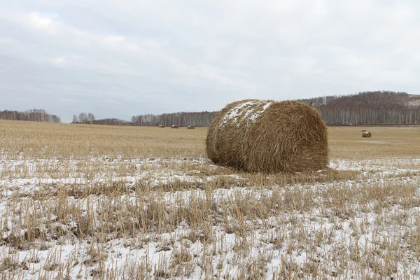 Hay sheaves on a snow-covered field in the fall — Stock Photo, Image