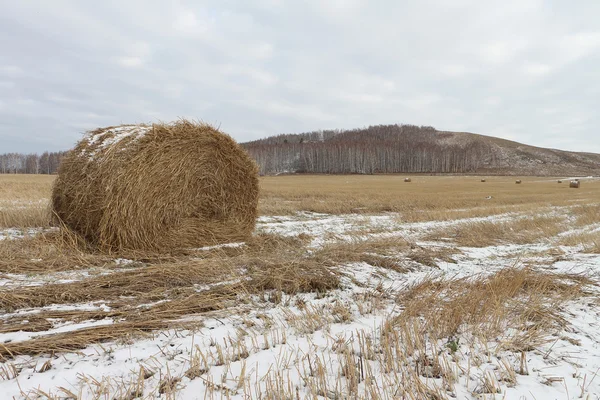 Hay sheaves on a snow-covered field in the fall — Stock Photo, Image
