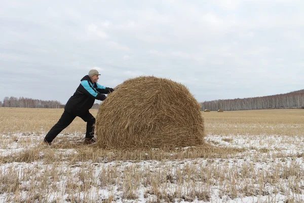 The man the pushing hay sheaf in the field in the fall — Stock Photo, Image