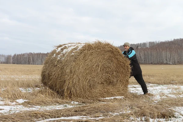 The man the pushing hay sheaf in the field in the fall — Stock Photo, Image