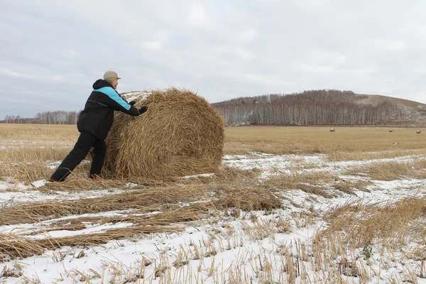 The man the pushing hay sheaf in the field in the fall — Stock Photo, Image