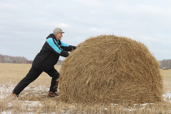 The man the pushing hay sheaf in the field in the fall — Stock Photo, Image