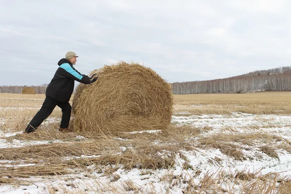 The man the pushing hay sheaf in the field in the fall — Stock Photo, Image