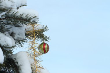 Bir çam dal üzerinde küre