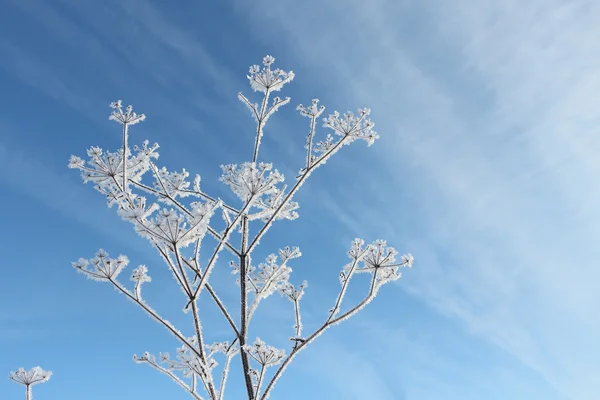 Pokryte śniegiem ostrze przeciw błękitne niebo w zimie — Zdjęcie stockowe
