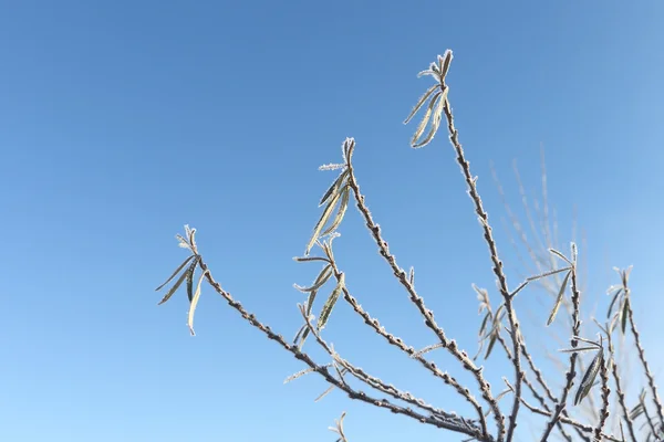 被雪覆盖的分支的海刺对蓝天 — 图库照片