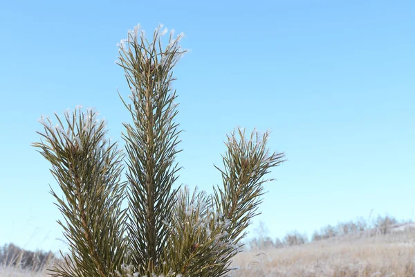 Zasněžený borové větve proti modré obloze v zimě — Stock fotografie