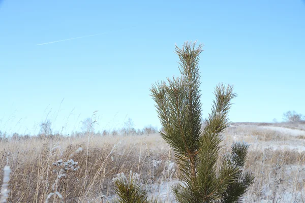 Gałęzie sosnowe pokryte śniegiem przeciw błękitne niebo w zimie — Zdjęcie stockowe