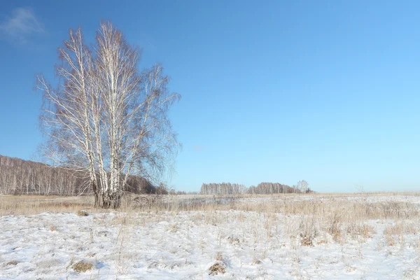 冬の雪の空き地に裸バーチ立っています。 — ストック写真