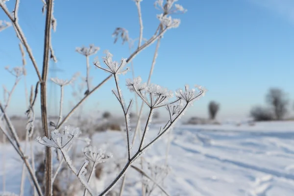Los tallos de una hierba seca en la helada un fondo del cielo azul —  Fotos de Stock