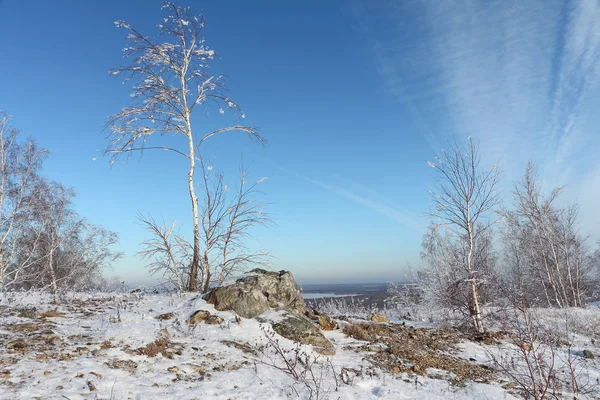 Nackte Birke im Raureif steht auf dem Hügel an einem Stein gegen — Stockfoto