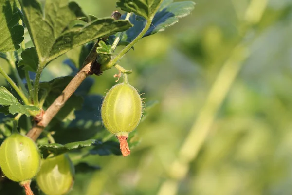 Gooseberry  on a branch in a summer garden — Stock Photo, Image