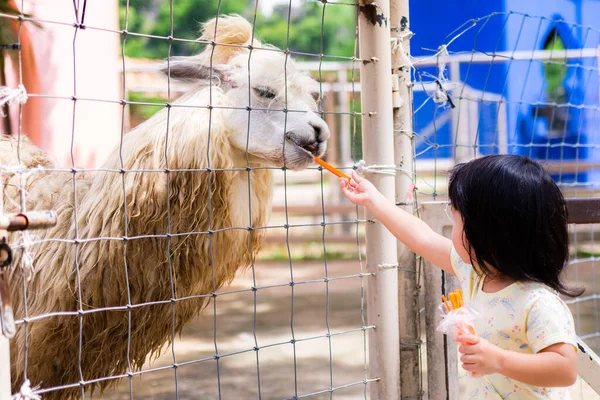 Gadis Asia Memberi Makan Hewan Kebun Binatang Dia Memberikan Wortel — Stok Foto