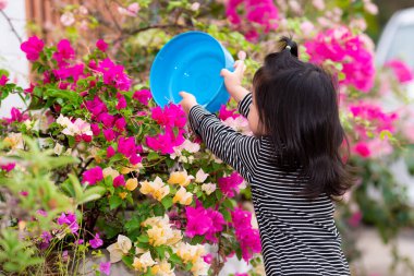 Mavi kase kullanan küçük kız bougainvillea denen pembe çiçeği suluyor. Evin önündeki çiçekleri sula. Çocuk eğitimi ev işlerine yardımcı olur. 3 yaşında tatlı bir çocuk..