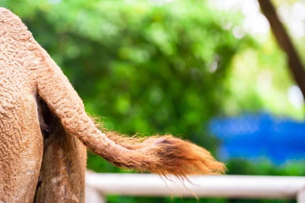 Photo Camel Showing Ass Tail Thick Back Thigh Camel — Stok Foto