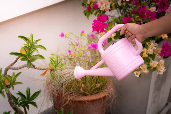 Hand people with pink watering can. She was watering the plants in front of the house.