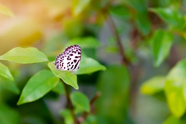 Mariposa Pierrot Común Posada Sobre Las Hojas Verdes Parque — Foto de Stock