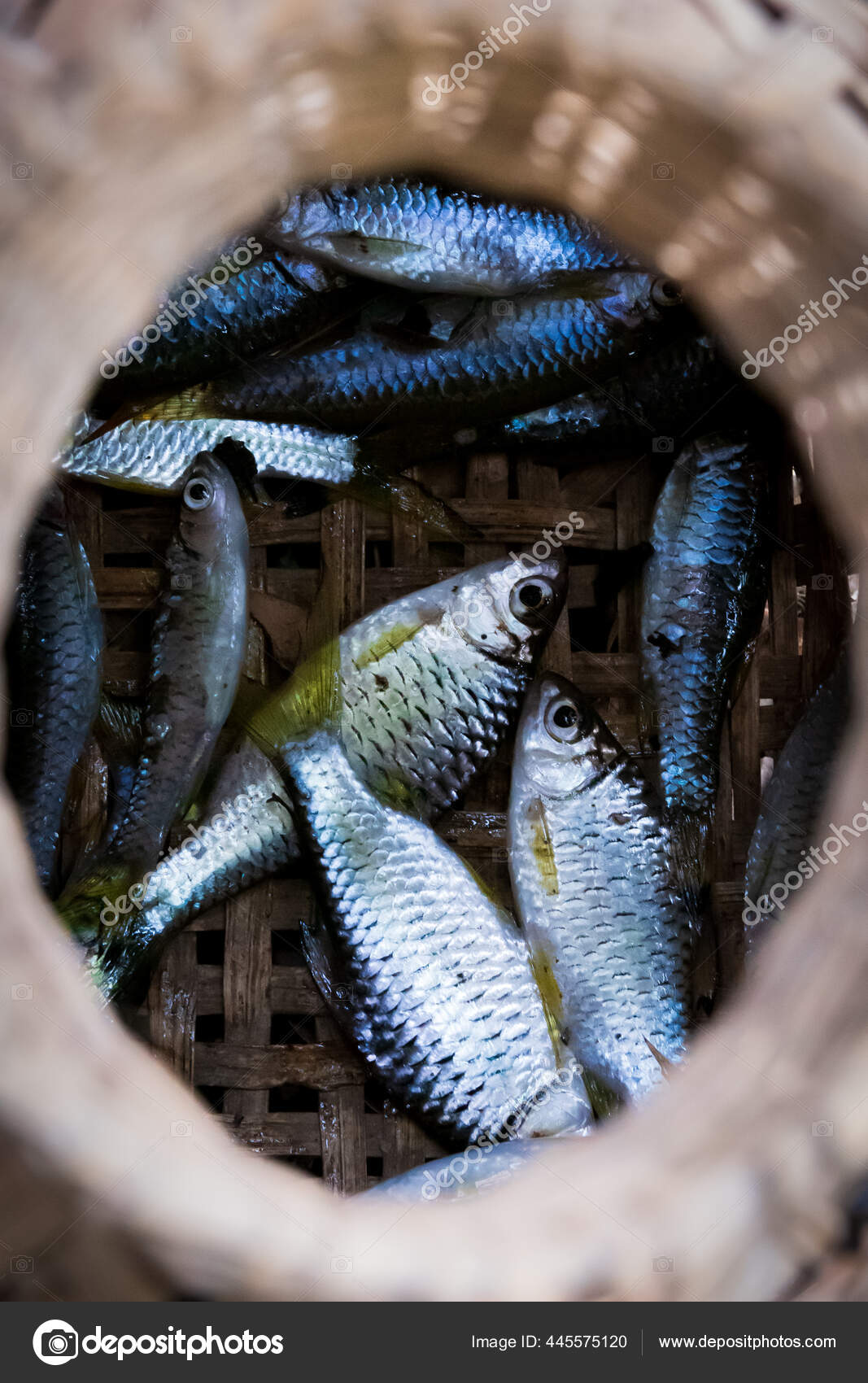 Small Fish Silver Scales Fresh Fish Caught Bamboo Basket Food
