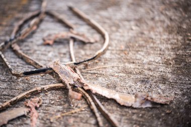 Çamaşır tankının lastik parçaları. Uzun zamandır kullanılmayan kauçuk kablo söküldü. Yere serilmişti.