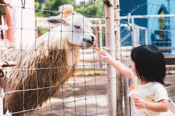 Anak Anak Pra Sekolah Asia Memberi Makan Alpaka Kebun Binatang — Stok Foto