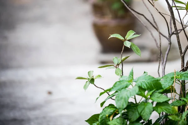Yol yüzeyinin gri arka planında yeşil yapraklı ağaçlar.