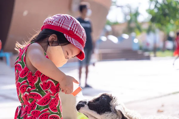 Girl wearing orange cloth mask, feeding goats with bottle milk. Asian children are happy to have animals. Child wore sun protection hat to match red dress. Get up close with farm animals on weekends.