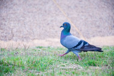 Gri bir güvercin yeşil bir çimenlikte yürüyor. Kuşlar yiyecek arıyor..