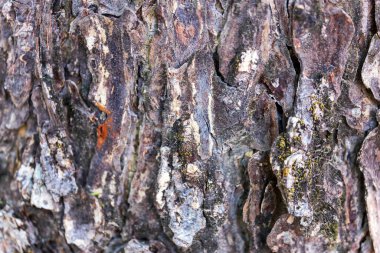 Soyut arkaplan. Ağacın kabuğu kahverengi. Sert ve çekici görünüyor. Arkaplan, duvar kağıdı, masa deseni, tezgah yapmak için.